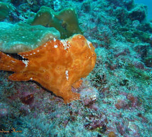 Frogfish