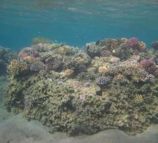 Großartiges Hausriff
