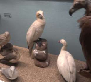 Museum für Naturkunde
