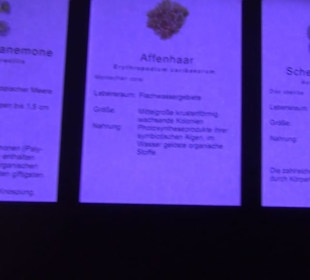 Meeresmuseum Stralsund