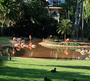 Flamingos