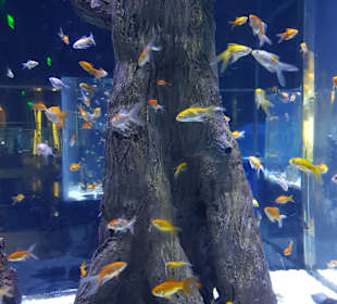Aquarium Antalya
