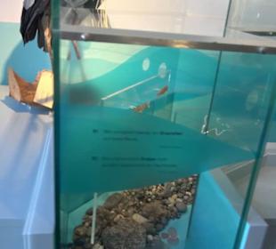 Museum für Naturkunde