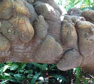 Botanischer Garten Vallehermoso