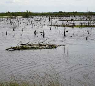 Abgestorbene Bäume in der Wiedervernässungszone