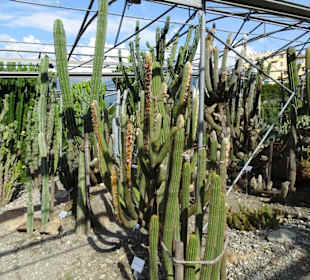 In den Kakteengärten von Trauttmansdorff
