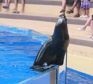Seelöwenshow