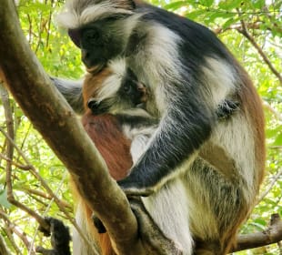 Nationalpark Jozani-Chwaka 