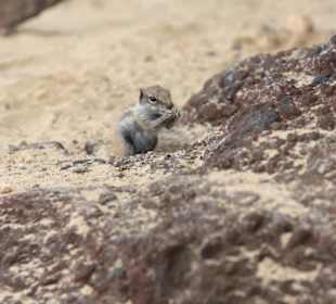 Strandhörnchen