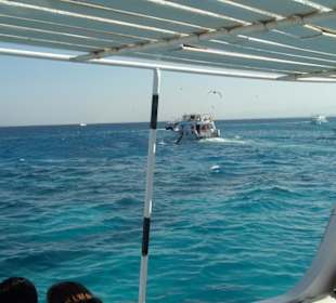 Gefährlicher Schnorchelausflug