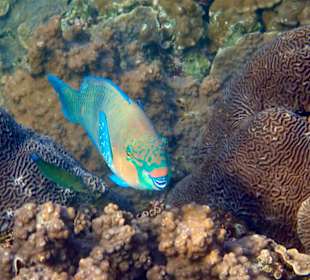 Unterwasserwelt Musandam