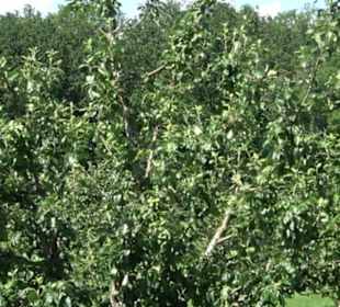 Eduard Lucas Musterobstgarten Mähringen