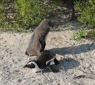 Boulders Beach