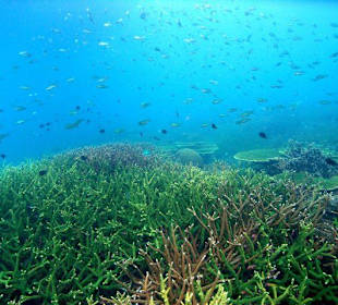 Korallen soweit das Auge reicht