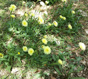 Stadtrundgang Magaluf