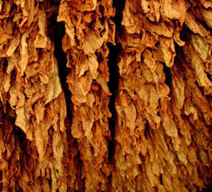 Valle de Vinales