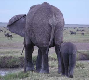 Masai Mara