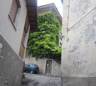 Scaria