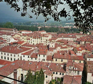 Lucca Oval