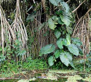 Mangroven im Botanischen Garten