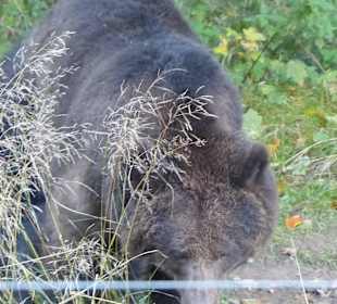 Kurzer Blick auf den Braunbär