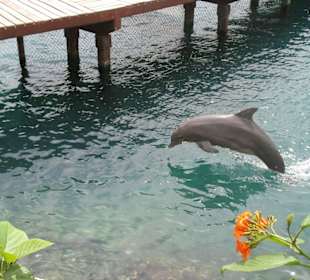 Delfin im Park Xcaret