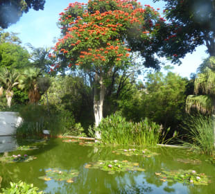 Botanischer Garten Puerto de la Cruz