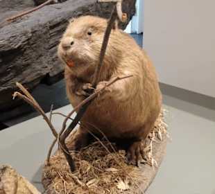 In der Natur- und Kulturabteilung des Museums