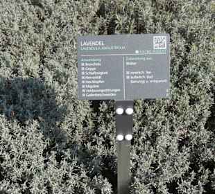 Hinweistafel zum eingepflanzten Kraut