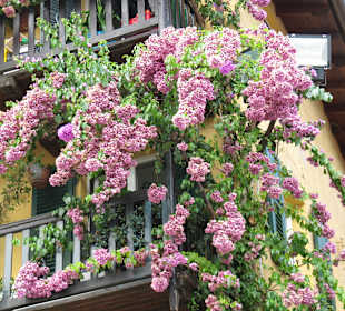  Limone, Bougainvilléa