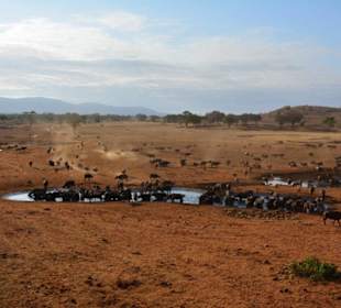 Blick von der Saltlick Lodge