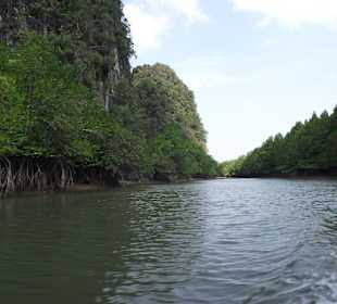 Mangrovenwälder in der Phang Nga Bucht