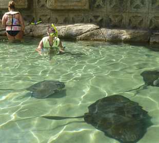 Schwimmen mit Rochen