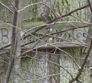 Rundwanderung durch den Rauhen Rammert Hemmendorf