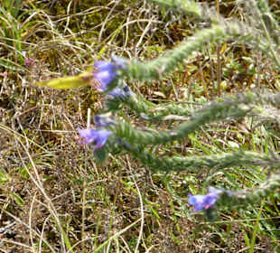  Mallertshofener Heide