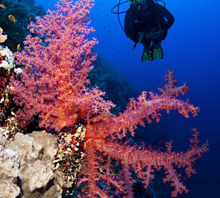 Underwater Scenery (Diving)