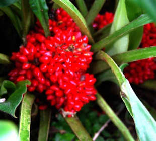 Schmetterlingshaus Beeren