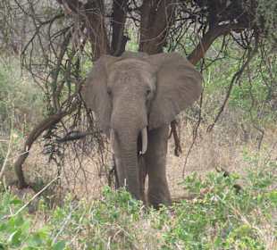 Tsavo West Nationalpark