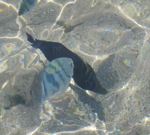 Unterwasserwelt direkt am Sandstrand