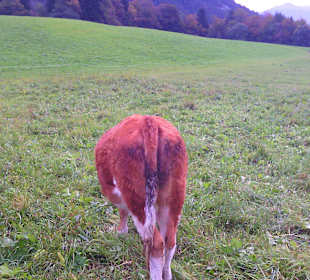 Impressionene aus dem Rofan