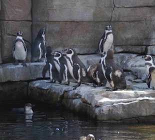 Tierpark Hagenbeck