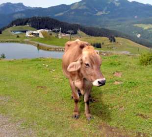 Auf dem Weg von der Steinplatte zur Stallenalm
