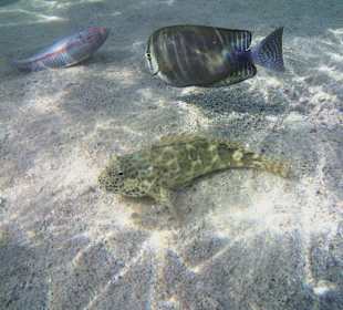 Schnorcheln Abu Dabbab