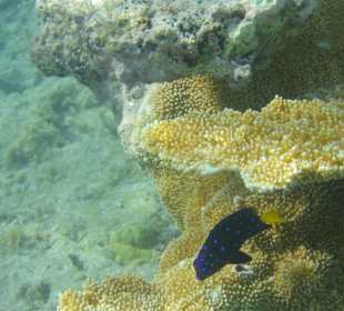 Swimmy der einsame Fisch und sein Riff