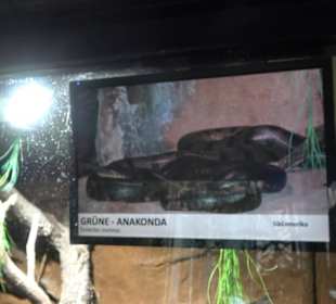 Tierpark Hellabrunn - Fische