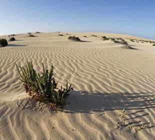Naturpark Dünen von Corralejo
