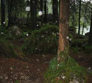 Der Zauberwald am Hintersee