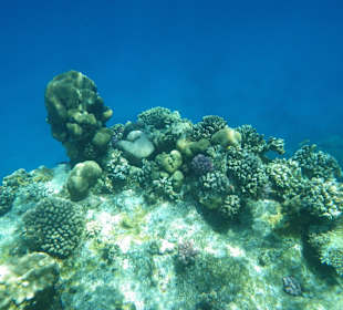 Hausriff beim Schnorcheln