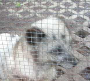 Polarfuchs