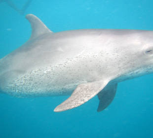 Schnorcheln mit Delphine ein muss!